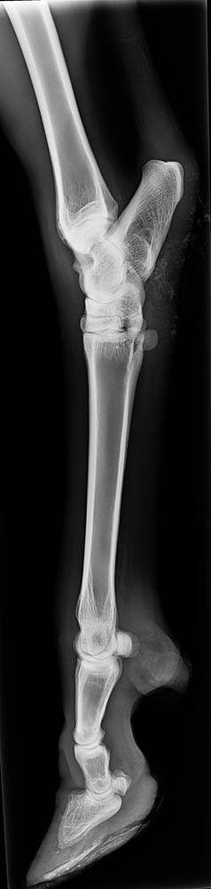 Lateral-Distal-hindlimb3_0003_Background-1.png