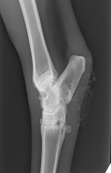 Lateral-Distal-hindlimb_0007_Background-1.png