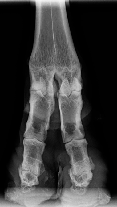 Phalanges_0006_Background-1.png