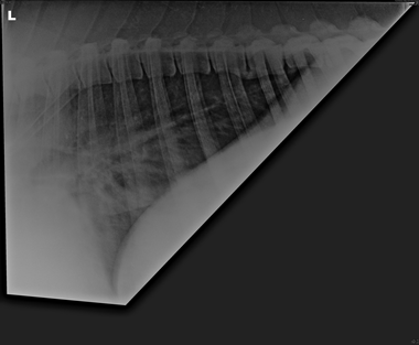 thorax_0004_Background-1.png