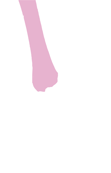 Tibia