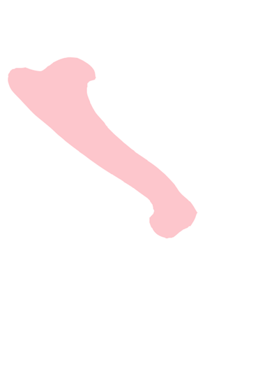 Humerus