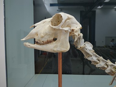 Skeleton Image