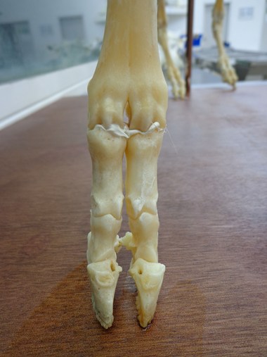 Skeleton Image