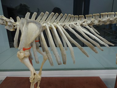 Skeleton Image