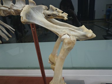 Skeleton Image
