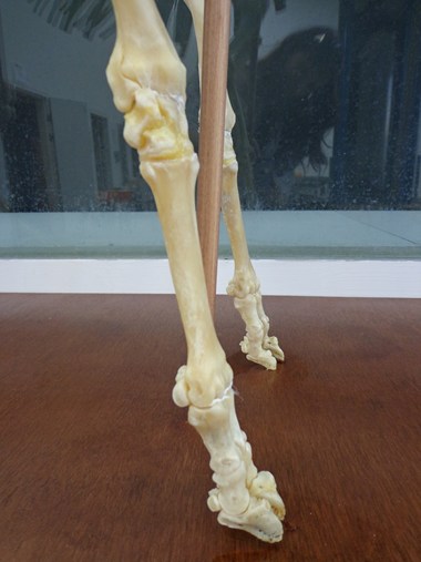 Skeleton Image