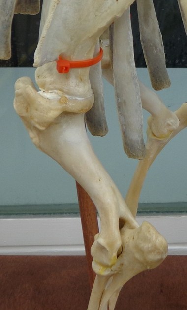 Skeleton Image