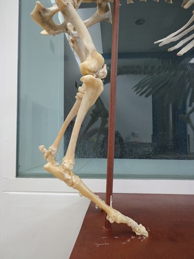 Skeleton Image