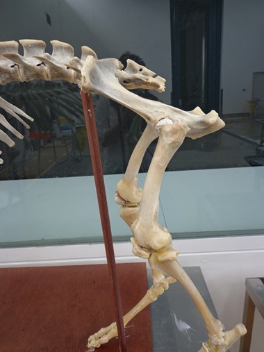 Skeleton Image