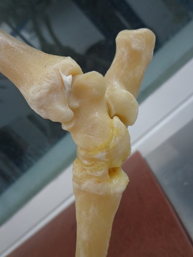 Skeleton Image